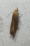 Eucosma