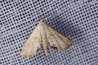 Cataclysta lemnata