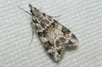 Eudonia delunella