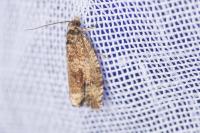 Celypha lacunana
