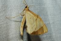 Gandaritis pyraliata