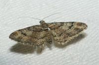 Gymnoscelis rufifasciata