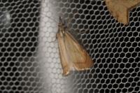 Chrysoteuchia culmella