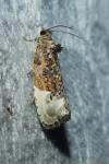 Hedya nubiferana