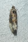 Hedya nubiferana