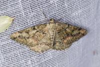 Cleorodes lichenaria