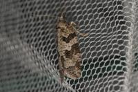Cnephasia