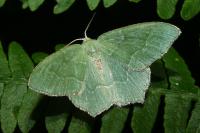 Hemithea aestivaria