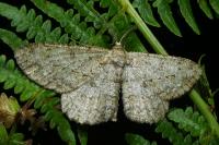 Hypomecis punctinalis