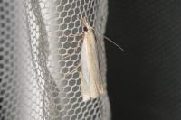 Crambus pascuella