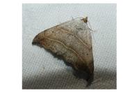 Laspeyria flexula