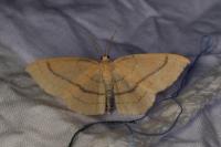 Cyclophora linearia