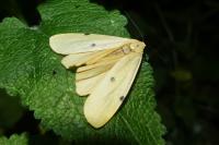 Lithosia quadra