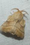Malacosoma neustria