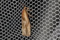 Eucosma cana