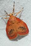 Miltochrista miniata