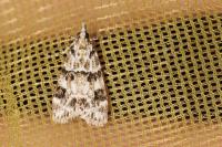 Eudonia delunella