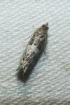 Notocelia trimaculana