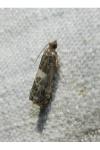 Notocelia trimaculana