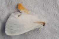 Sphrageidus similis