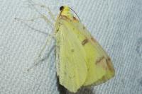 Opisthograptis luteolata