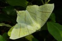 Ourapteryx sambucaria