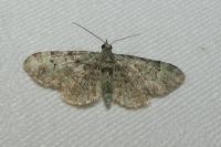 Pasiphila rectangulata