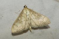 Patania ruralis