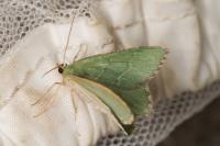 Hemithea aestivaria
