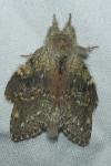 Stauropus fagi
