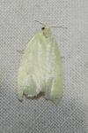 Tortrix viridana
