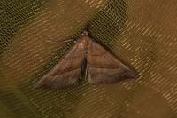Hypena proboscidalis