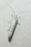 Yponomeuta