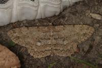 Hypomecis punctinalis