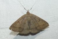 Zanclognatha lunalis