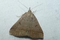 Zanclognatha lunalis