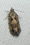 Zeiraphera isertana
