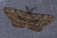 Hypomecis roboraria