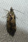 Zeiraphera isertana