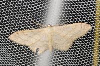 Idaea aversata