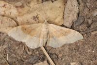 Idaea degeneraria