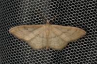 Idaea deversaria