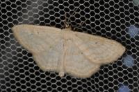Scopula immutata