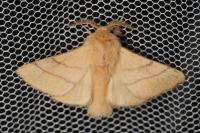 Malacosoma neustria