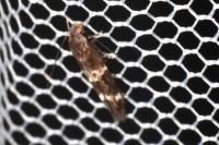 Mompha subbistrigella