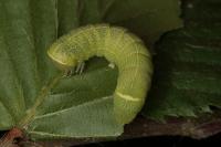 Orthosia cerasi