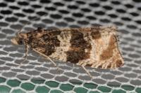 Orthotaenia undulana