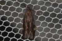 Oxypteryx immaculatella
