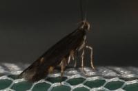 Oxypteryx immaculatella