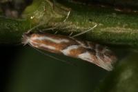 Phyllonorycter maestingella